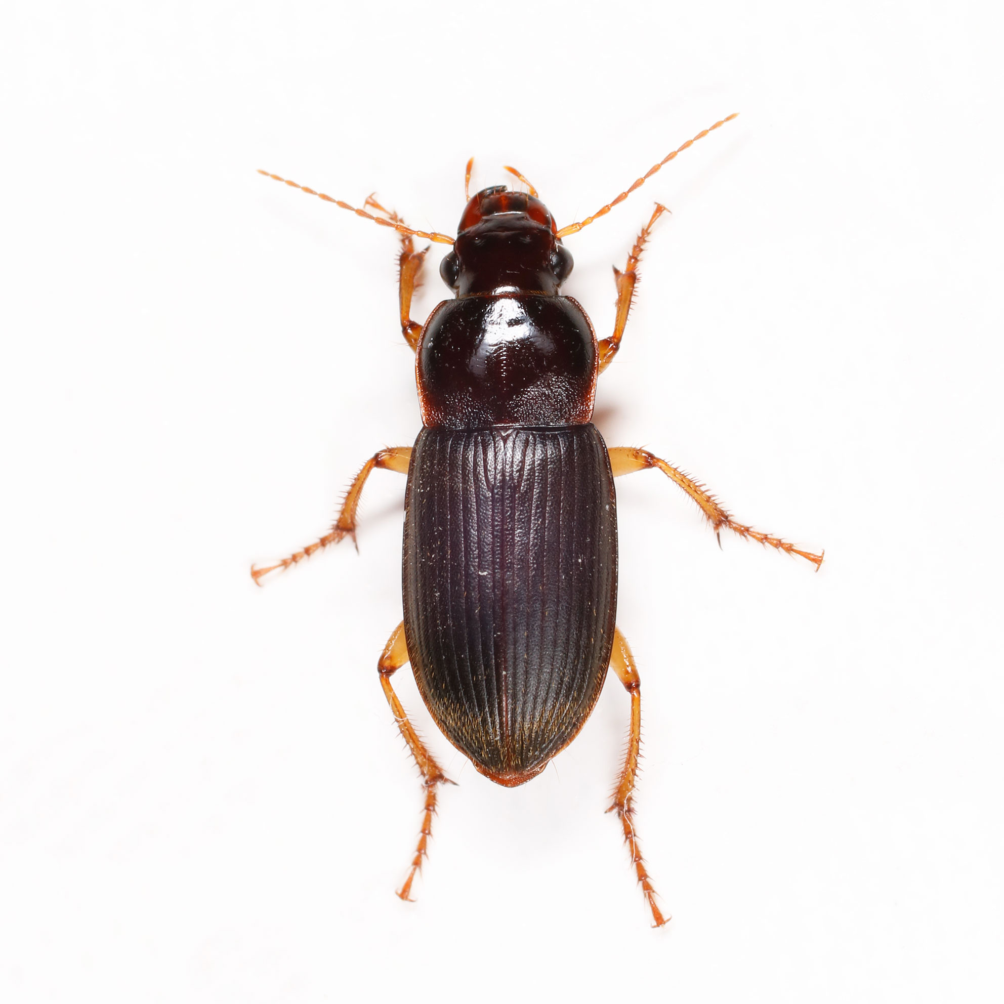 Carabidae: Harpalus? No, Pseudoophonus griseus